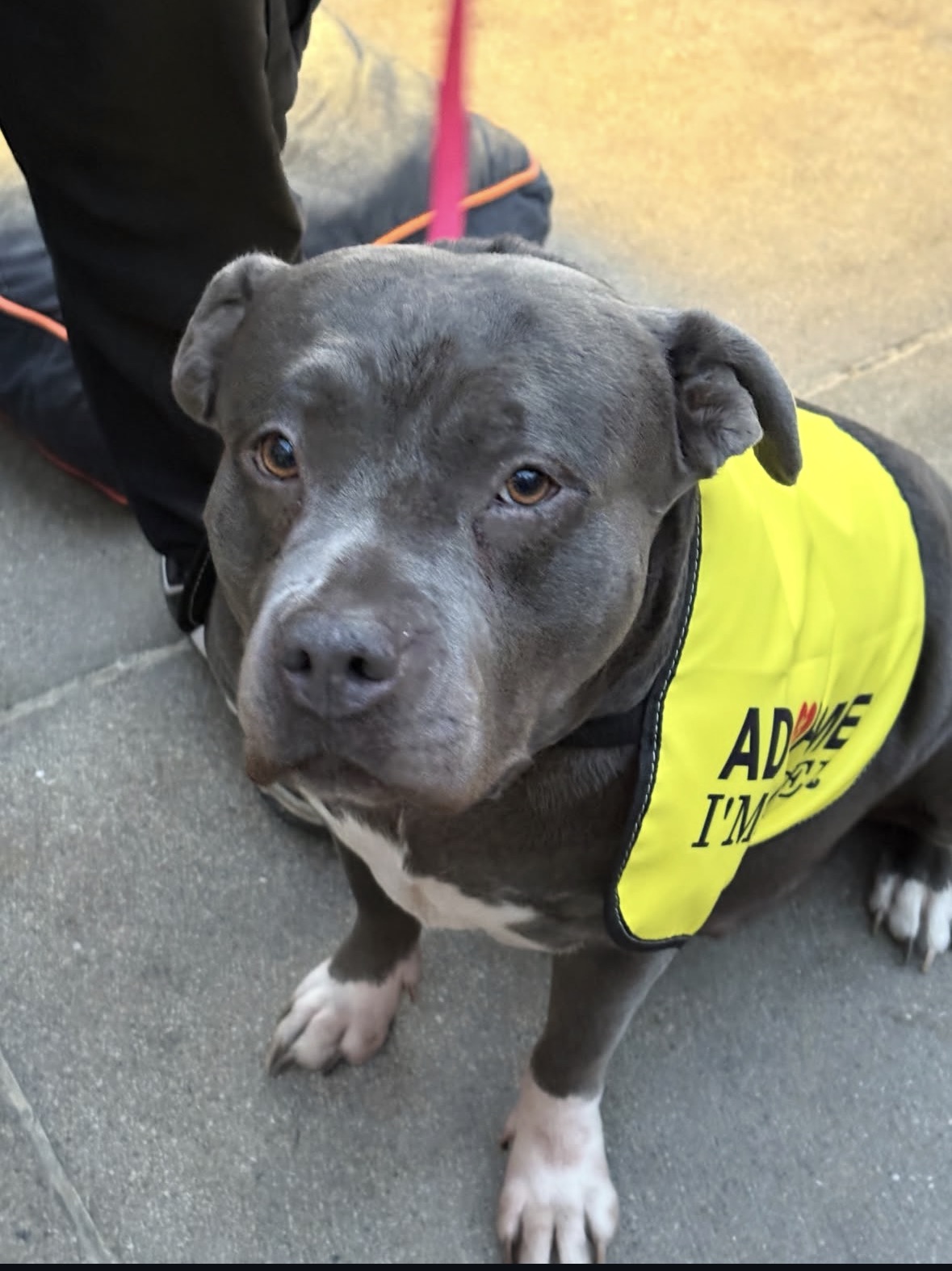 Princess, a gray pit bull terrier wearing an adopt-me vest